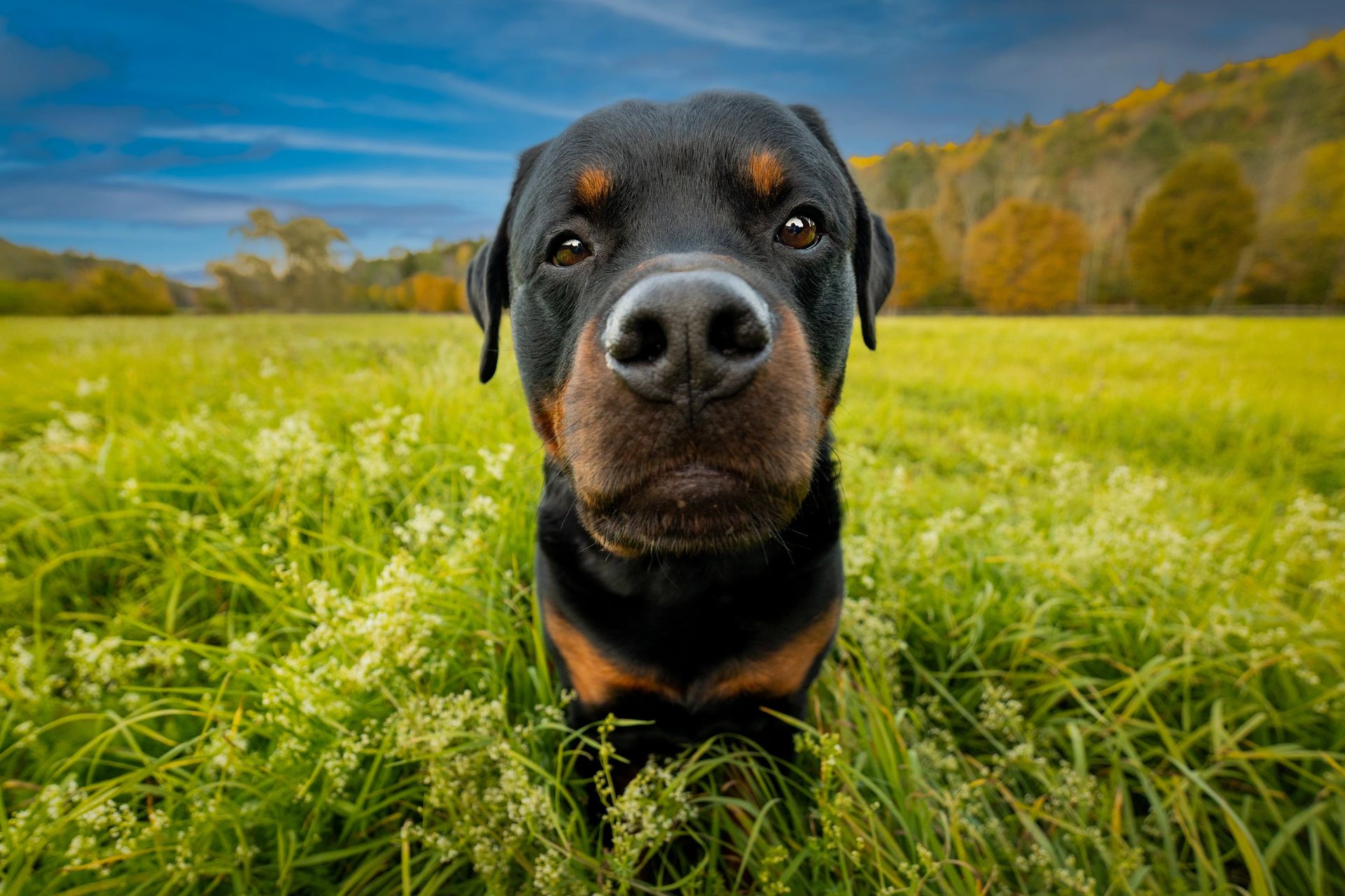 Spring and summer pet photography session outdoors